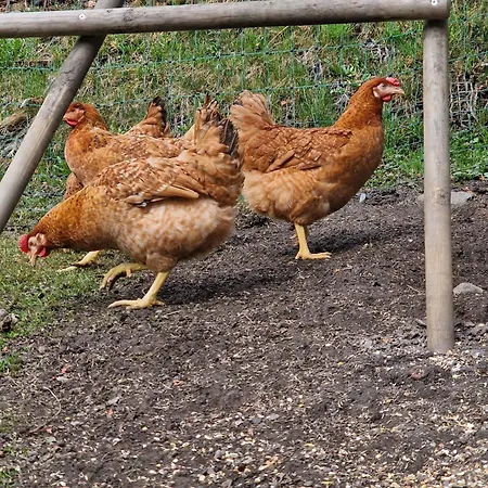 Apartmán Schwarzguetl *