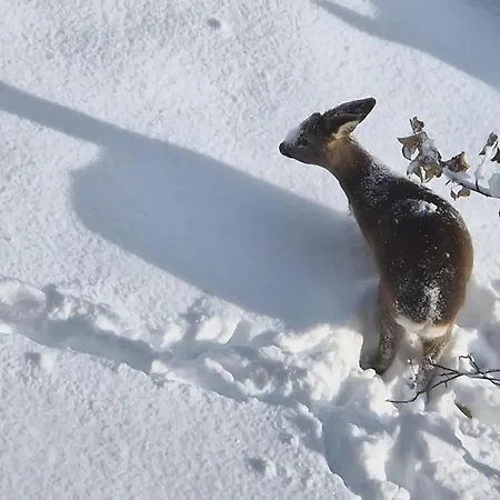 Apartmán Schwarzguetl *