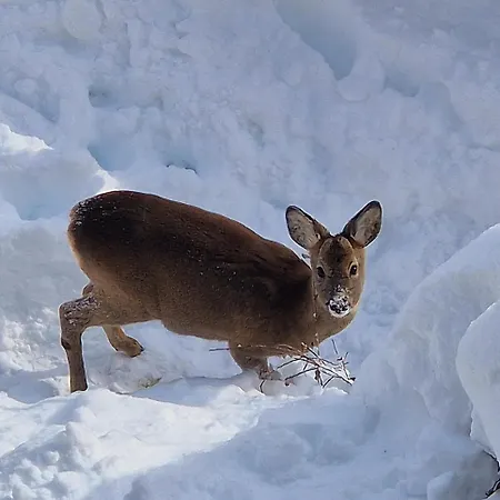 Apartmán Schwarzguetl *