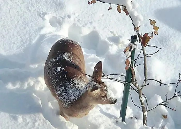 Schwarzguetl Bad Hofgastein
