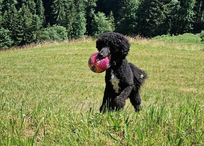 Schwarzguetl アパート *