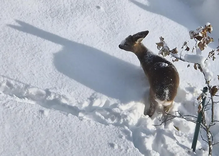 Apartman Schwarzguetl *