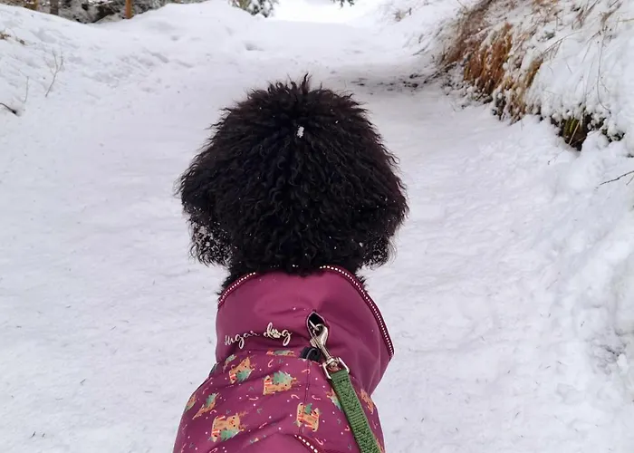 Apartman Schwarzguetl *