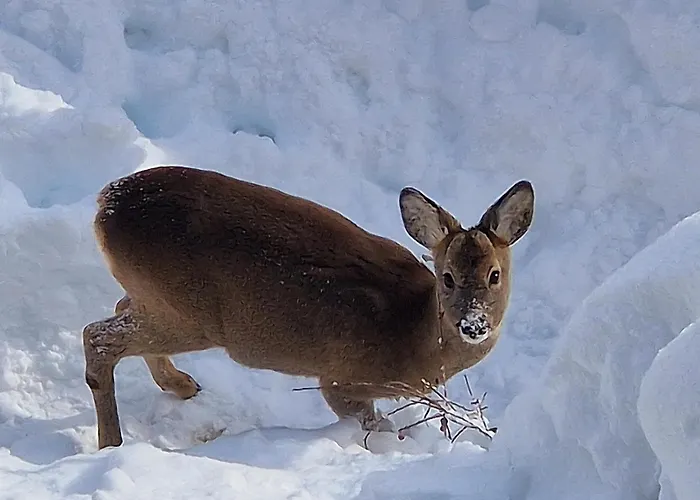 Apartman Schwarzguetl *